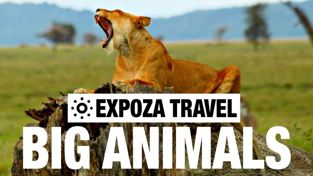 Big Animals (Africa) Vacation Travel Video Guide