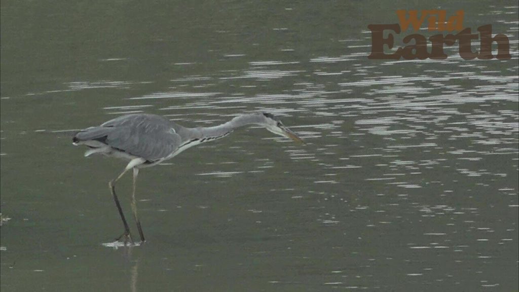 WildEarth- Sunrise Safari - 01 January 2022
