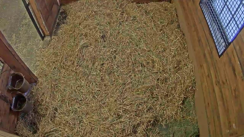 Foal Patrol Season 5 - Traveling Tiger at Safari North in Versailles, KY