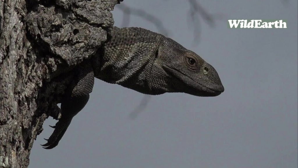 WildEarth - Sunrise Safari - 16 January 2022