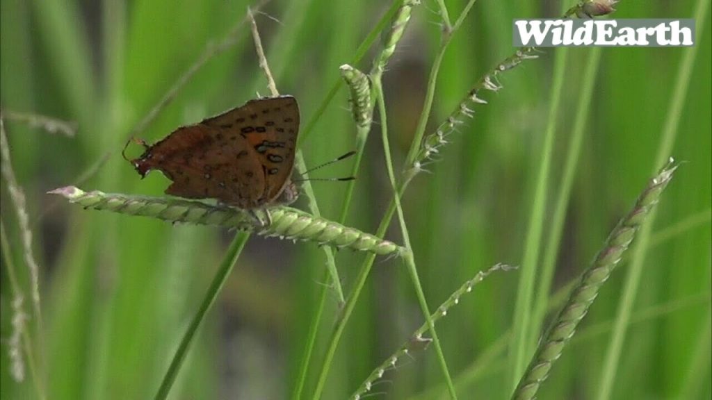 WildEarth - Sunset Safari 15 January 2022