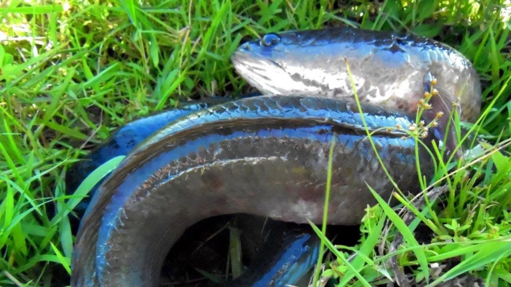 Amazing Traditional Boys Catching Fish By Hand in My Rural in Muddy Water | Awesome Fishing!
