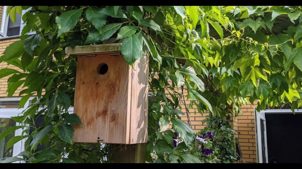 Vogelhuisje HIA - Axis F41 + Camstreamer