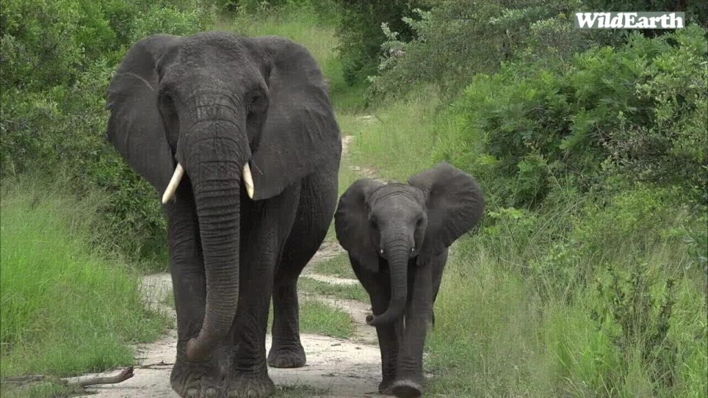 WildEarth - Sunrise Safari - 30 January 2022