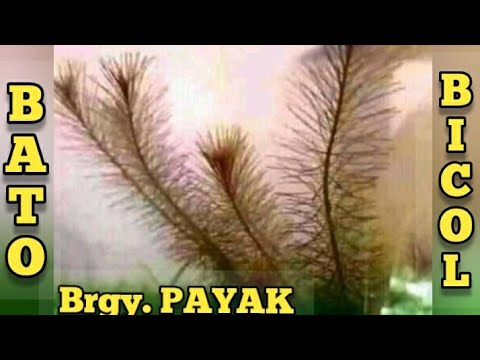 Brgy. PAYAK BATO CAMARINES SUR BICOL 2ND VISIT PART 2 ENJOY THE PLACE WHERE YOU CAN GO