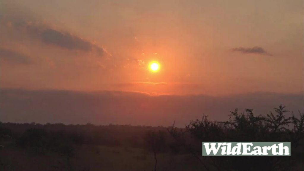 WildEarth - Sunrise Safari - 04 February 2022