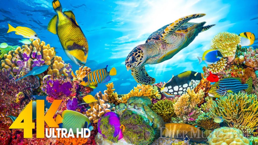 [NEW] 11HRS Stunning 4K Underwater Wonders 🐢 Relaxing Music | Coral Reefs & Colorful Sea Life
