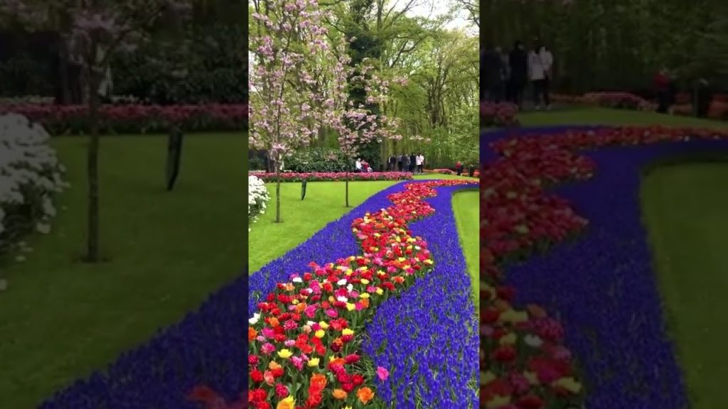 Travel Netherlands |📍 Keukenhof, Netherlands #shorts #travel #netherlands