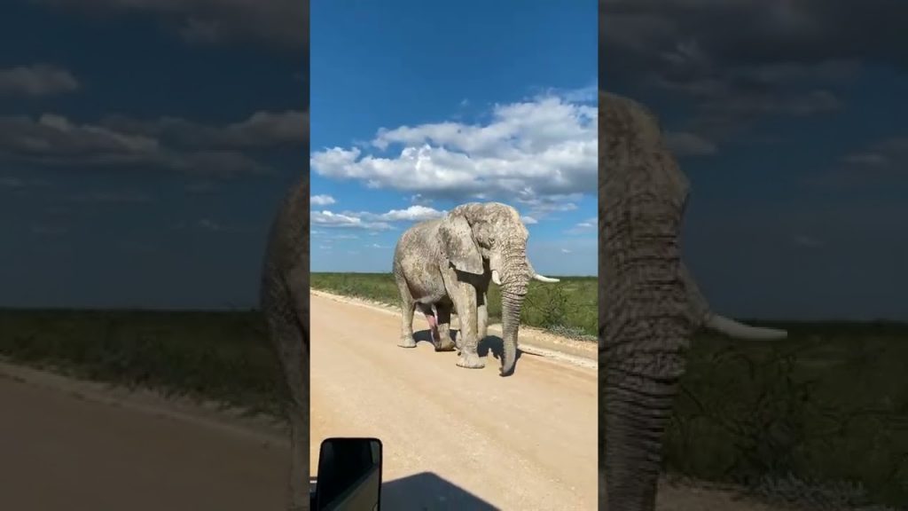 Travel |📍 Etosha National Park, Namibia #shorts #travel #namibia #etoshanationalpark