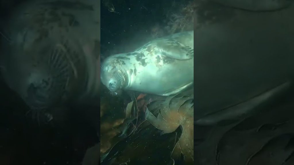 Sea Dog |📍 Lundy Island, England #shorts #travel #england