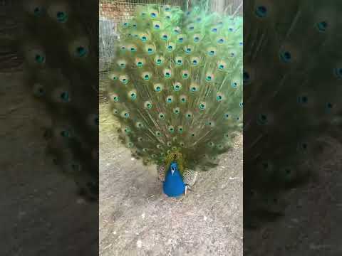 Travel |📍 Caenhill Countryside Centre, Devizes, England #shorts