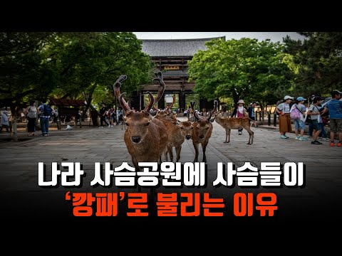 나라 사슴공원에 관한 재미있는 사실들