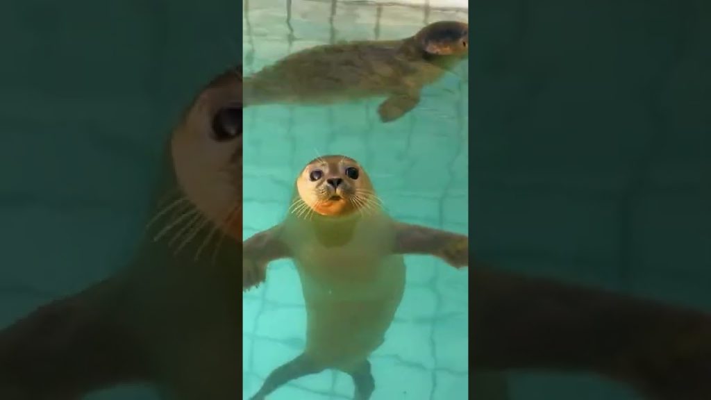 Travel |📍 Pieterburen, Netherlands #shorts #travel #netherlands