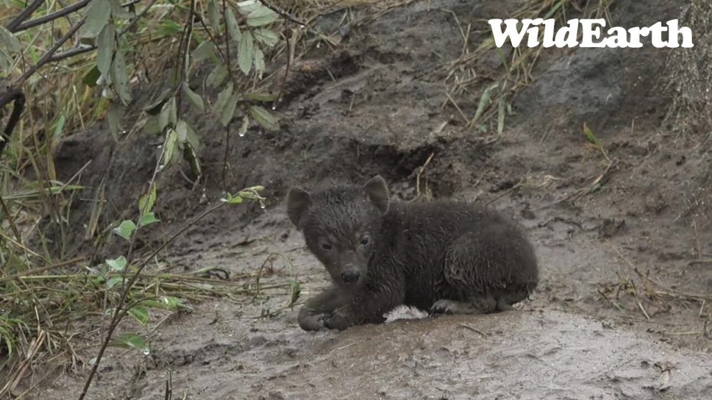 WildEarth - Sunrise  Safari - 18 April 2022