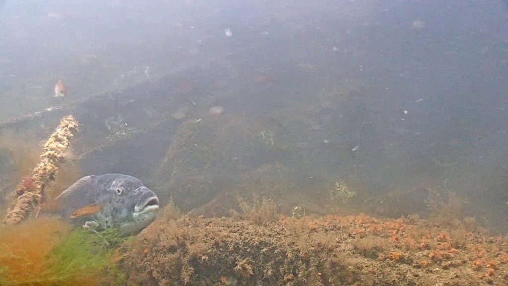 Cape Cod Canal Underwater Livestream at MMA