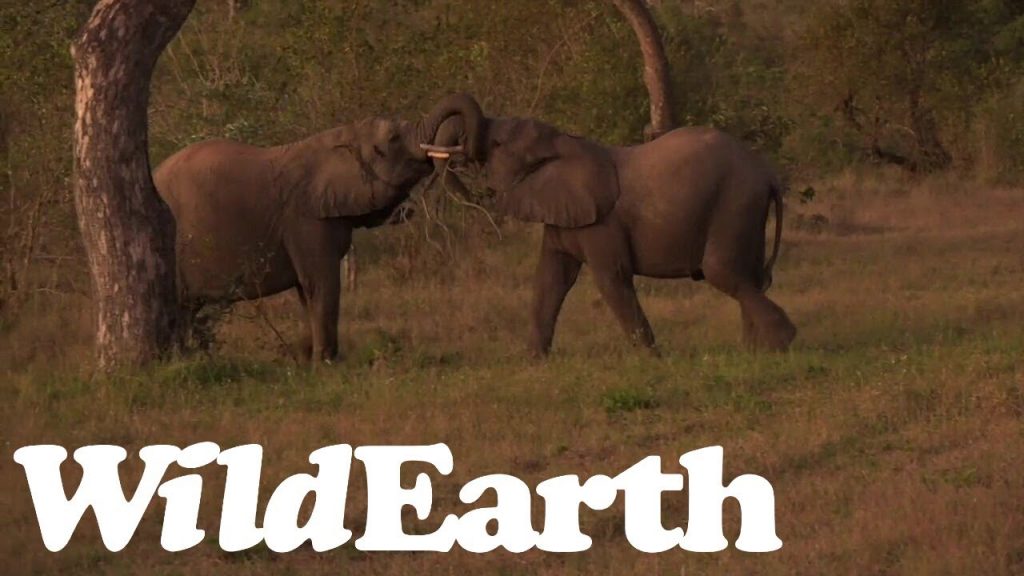 WildEarth - Sunrise  Safari - 16 June 2022