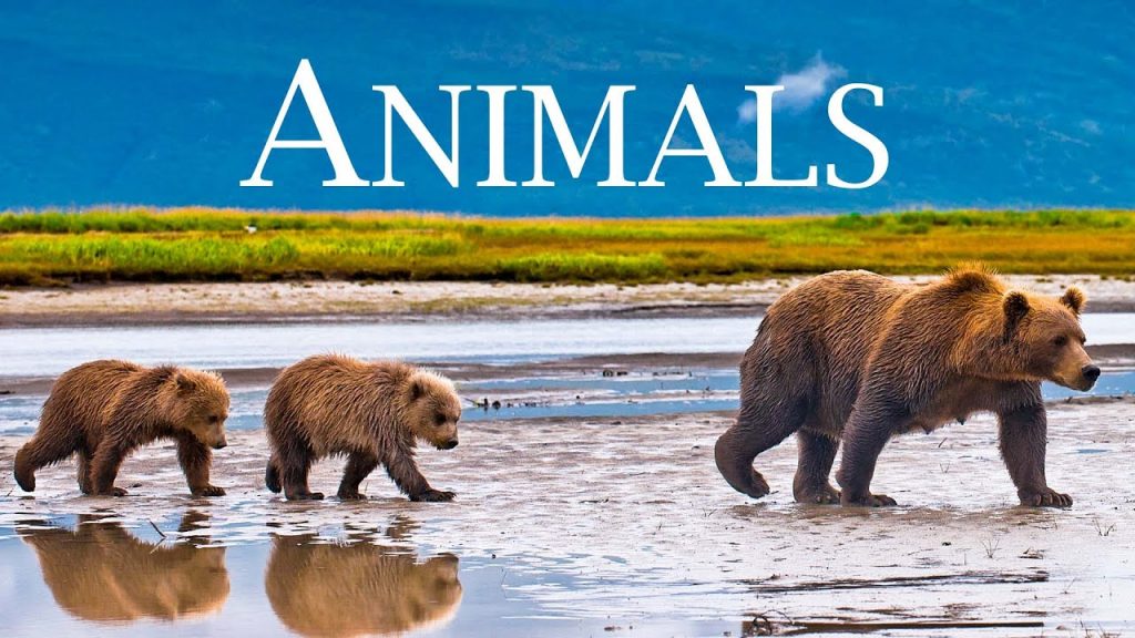 Animals and Wildlife 4K - Scenic Wildlife Film With Calming Music