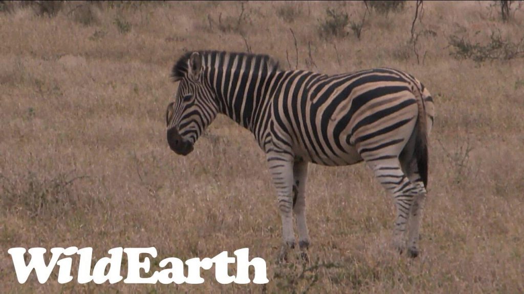 WildEarth - Sunrise  Safari - 03 Aug 2022