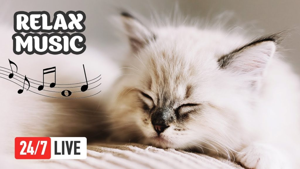 🔴 Peaceful Relaxing Music for Cats (LIVE 24/7) Harp and Piano Music to Relax Cats ♬