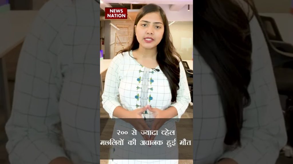 Whale: 200 से ज्यादा व्हेल मछलियों की अचानक हुई मौत😱 #shorts