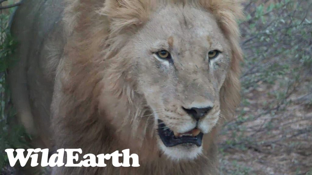 WildEarth - Sunset Safari - 20 Oct 2022