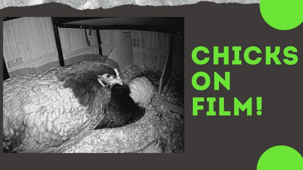 Live Chickens in Their Nesting Box (You'll Never Believe What They Do!!!)