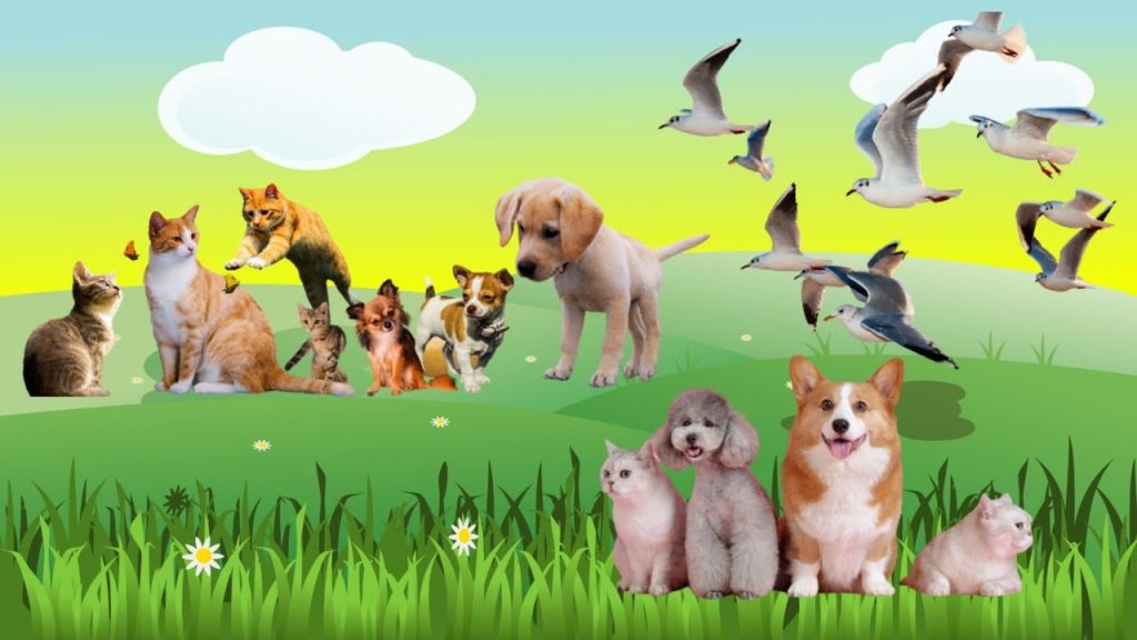 Come on! Getting to Know Different Types of Land and Sea Animals