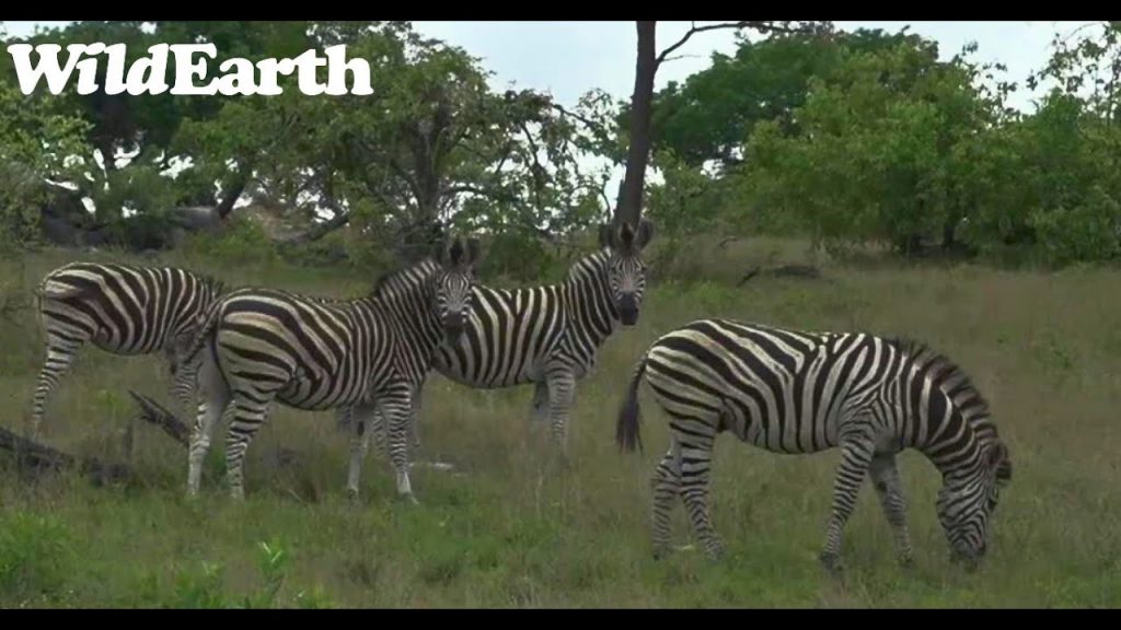 WildEarth - Sunrise  Safari - 05 Nov 2022