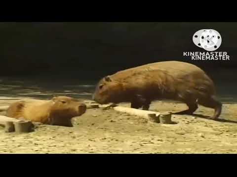 Megavision MUSICSOUND 7300D BGV Theme 1 FREE TO USE