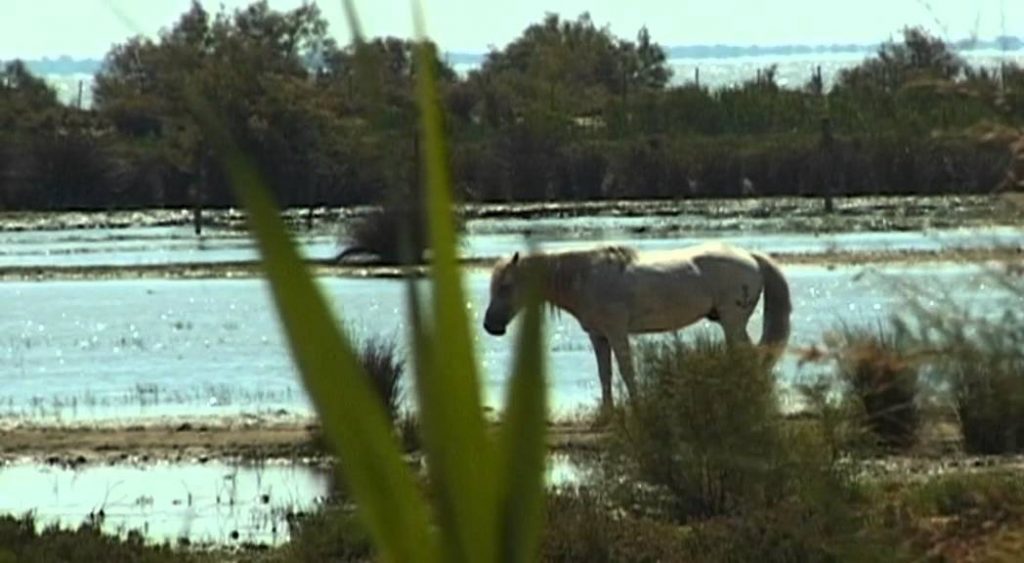 Camargue Vacation Travel Video Guide