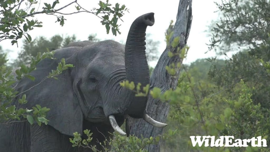 WildEarth - Sunrise  Safari - 14 Jan 2023
