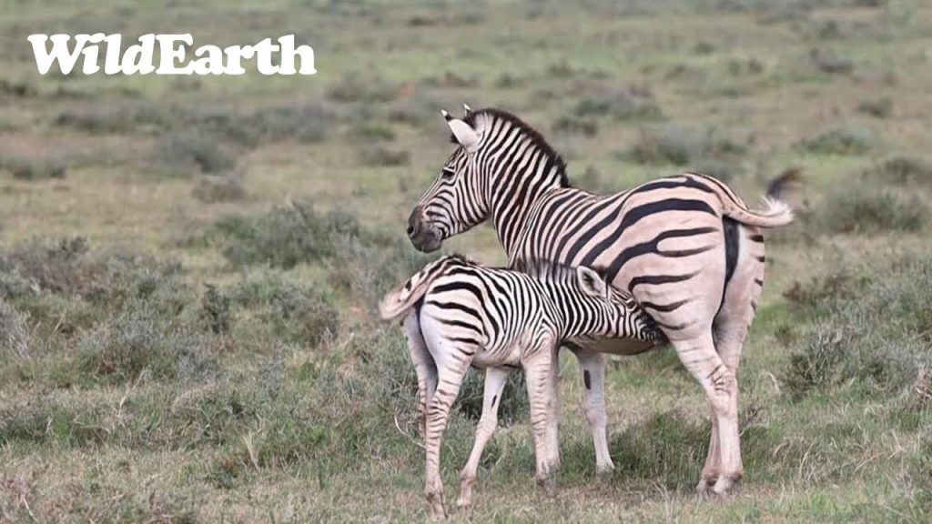 WildEarth - Sunset Safari - 18 Jan 2023