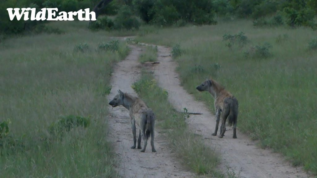 WildEarth - Sunset Safari - 19 Jan 2023
